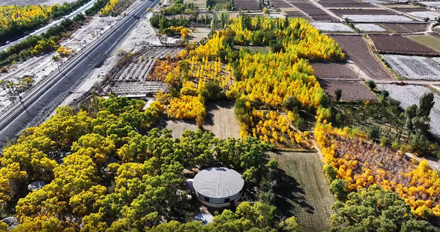 敦煌市三危山下胡杨金染大漠