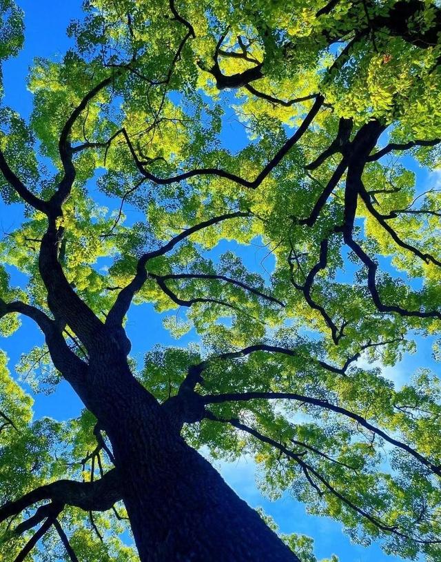 社保部门紧急提醒，12月25号前必须完成两件事，否则影响全家