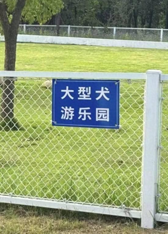 新一批宠物友好公园上线 上海踏秋遛宠增好去处