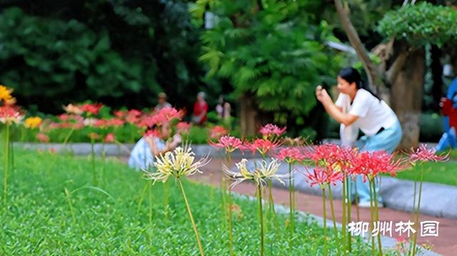 柳州市雀儿山公园林下“烟花”点亮夏末秋初