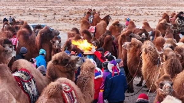 弘扬北疆文化丨燃爆冬日戈壁！150峰骆驼上演戈壁上的速度与激情