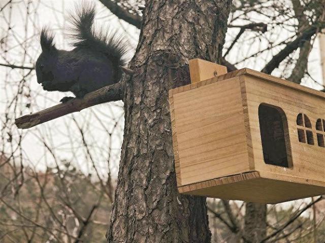 松鼠“别墅群” 搭建大连“冬日童话”