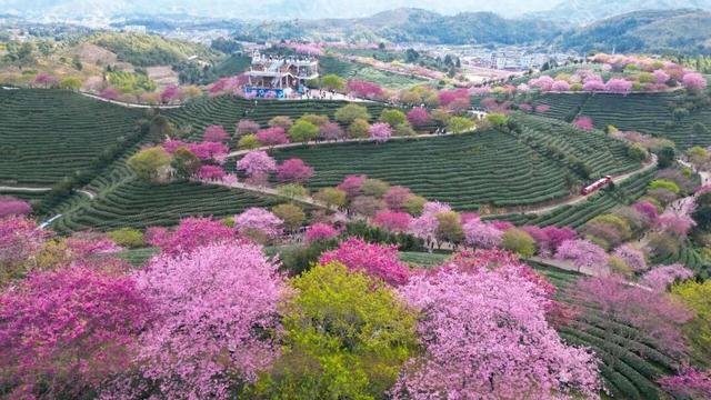 龙岩周末去哪儿｜看游龙、赏樱花，本周末必冲的两大惊喜目的地→