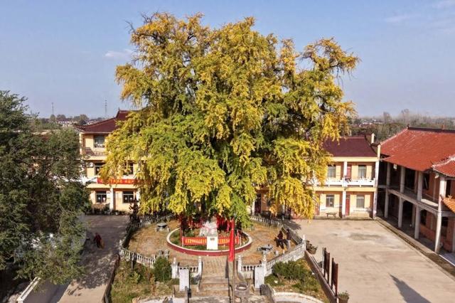 巢湖这里，即将美成巅峰！（附实拍图）