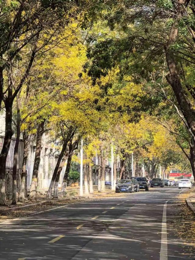 太美了！这里是日照万安路