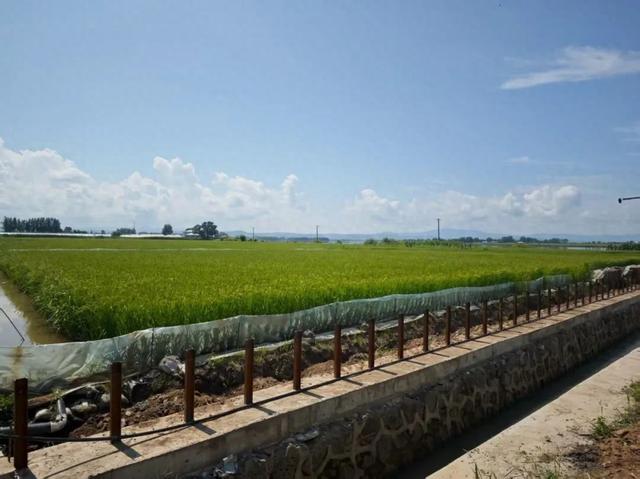 第二届稻田寒地小龙虾节倒计时！8月24日共赴"稻香虾肥"之约