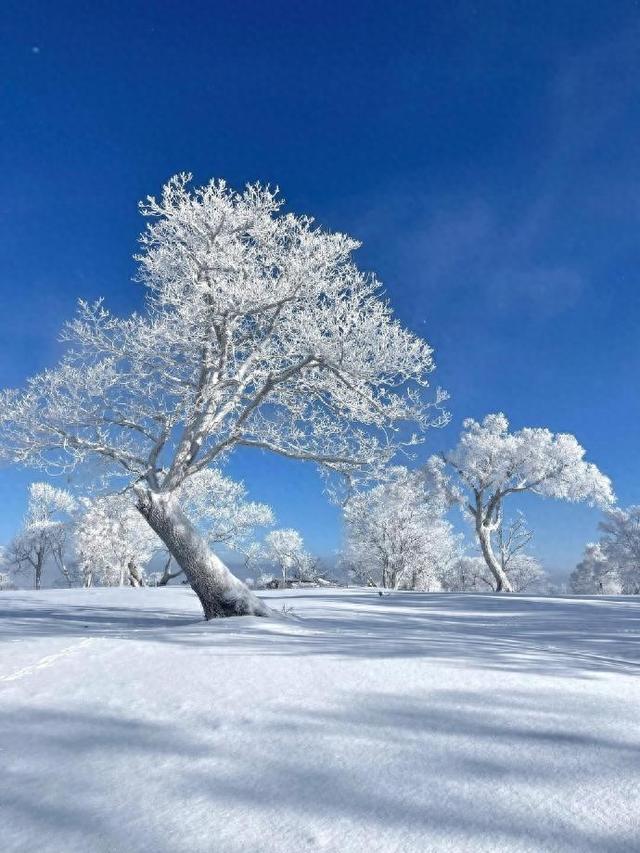 冰城飘雪，姑苏枫红，填满我的冬日时光～
