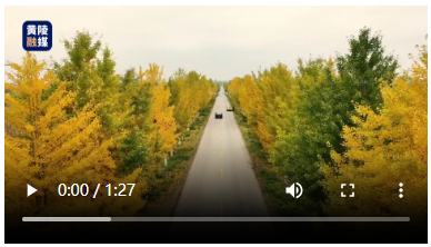 秋到隆太塬公路：银杏织就金色长卷 一路诗画“醉”黄陵