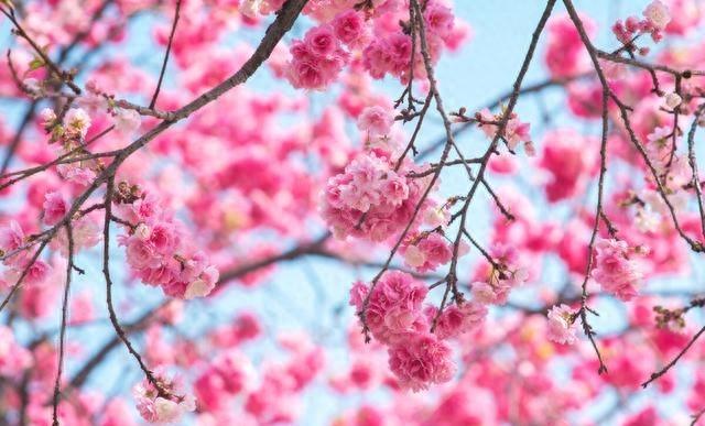 比日本浪漫，比韩国绚烂，国内这10个最美的赏樱地，你去过几个？