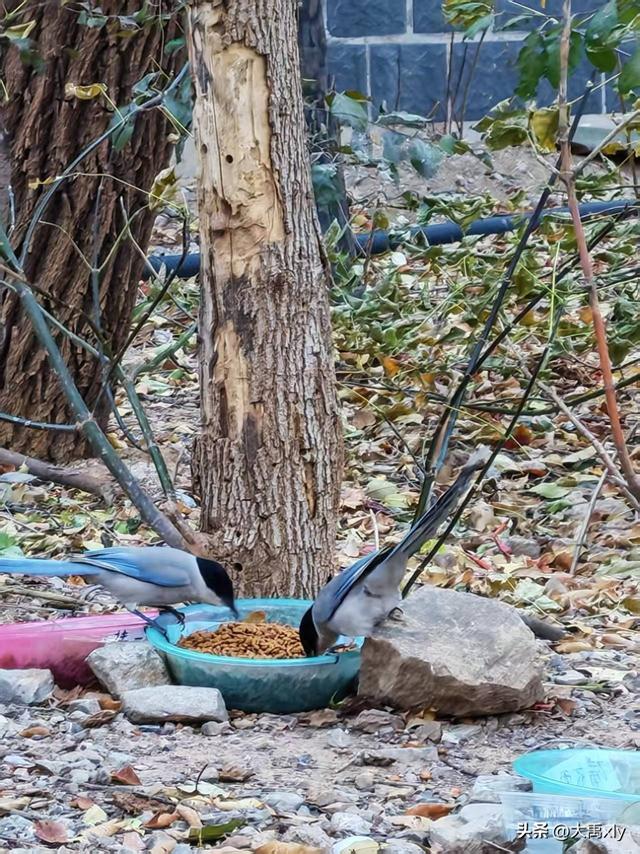 别再只盯着Sora了！AI视频江湖已经大变天，这波操作你看懂了吗？