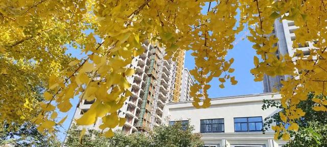 有“杏”遇见！薛城这些银杏林藏着最绚烂的秋天！