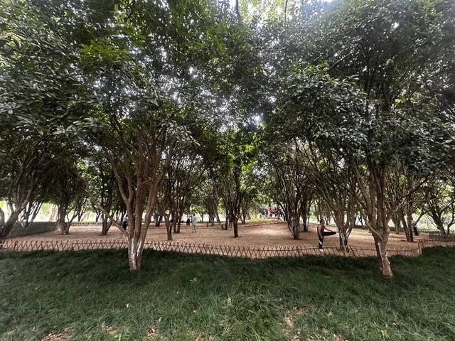 温州市区桂花“想不开”，春天的樱花竟“返场”在十月“梅开二度”