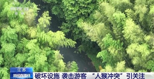 竹林救猴子逃脱攻略（江苏一景区月均6万元收编泼猴引关注 人猴冲突如何解决）