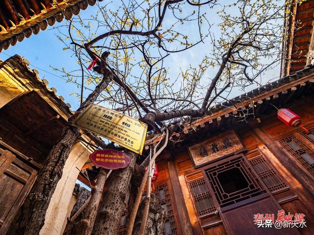 秦州：古宅腊梅灿 暗香沁心脾