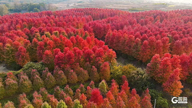 “枫”景无限好，乡村入画来
