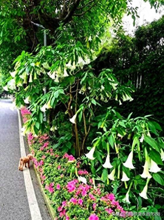 阴花不能进阳宅。这5种花“打死”也不养，家里若有？快挪走！
