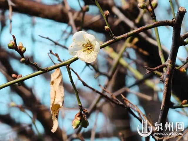 泉州的冬天依然有浪漫花海上线 “冬半如春暖，疏花满路开”