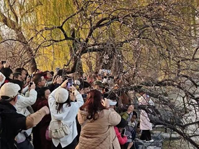 颐和园零星山桃“反季”开花，园方：每年都会有