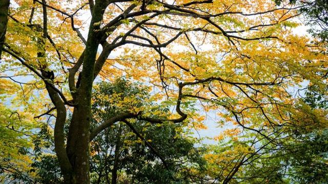 广元不远 周末优选 | 初露染山河，广元发来一份秋日邀请函