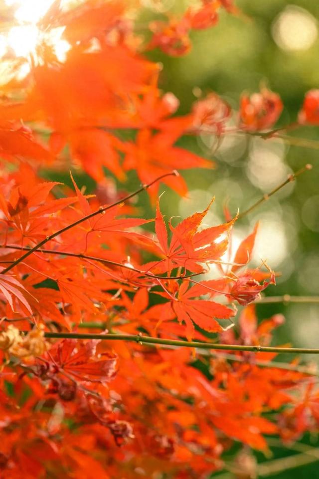 黄陂这些点位出片率绝了!