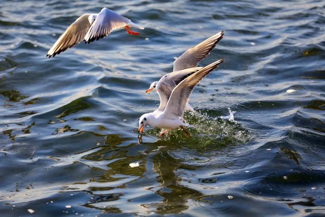 海鸥在天津,真“美”呀!