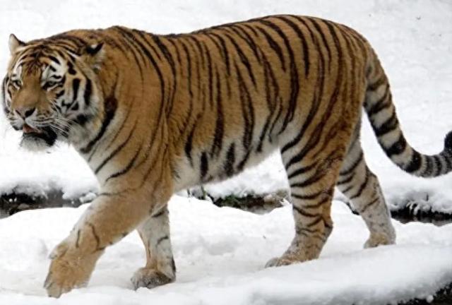 中俄东北虎数量差距断崖：俄罗斯700只，中国的数量令人意外！