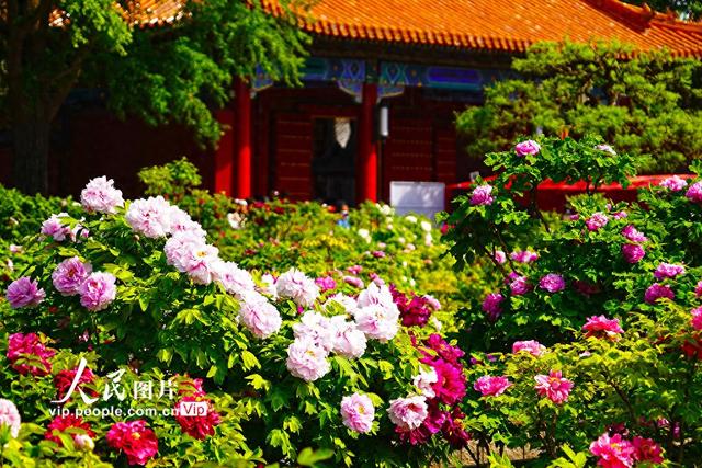 北京：景山公园牡丹进入最佳观赏期