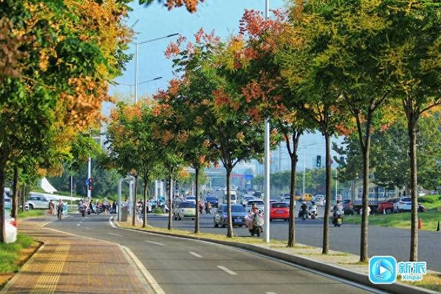 花果共荣、一路灿烂！潍坊的 “栾树大道”很惊艳