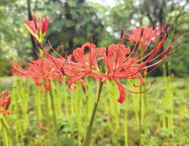 巢湖市卧牛山公园彼岸花陆续盛放
