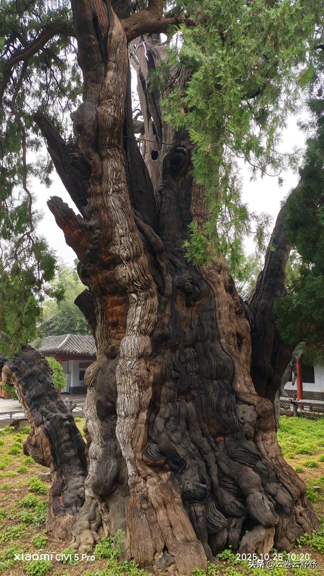 嵩阳书院的古柏