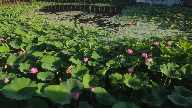 沈阳市民在家门口就可以欣赏到美丽荷花