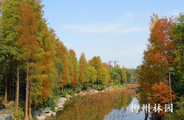 柳州园博园360株杉树点染冬季渐变色