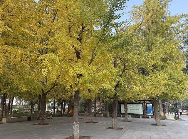 半城金黄！石家庄公园银杏已达颜值巅峰