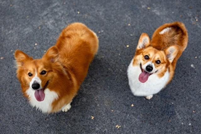 属狗男孩小名洋气点的（属狗取名吉祥用字指南选对偏旁）