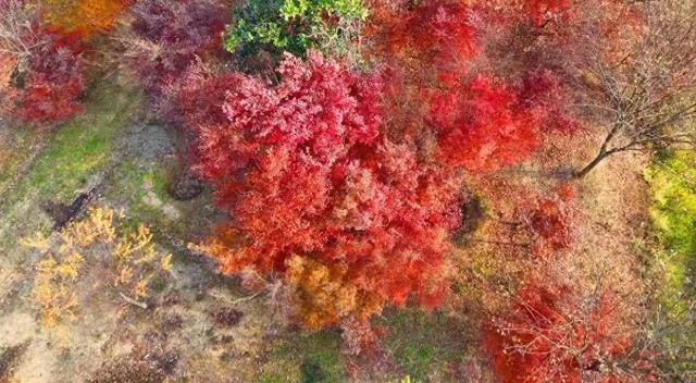 冬日美景 上党鸡爪槭火红绚烂
