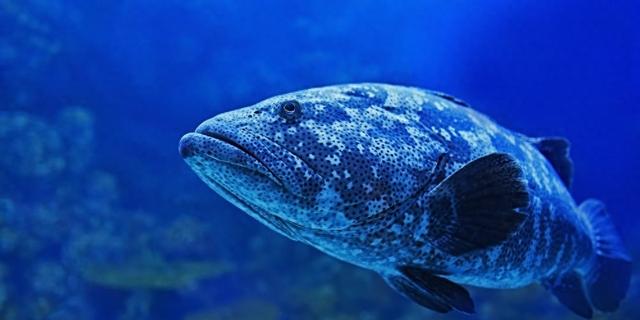 如何查看域名的DNS服务器和IP地址（5 个用于在 Linux 终端中查找域名 IP 地址的命令）