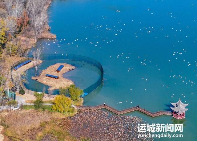 芮城：圣天湖成大天鹅越冬乐园