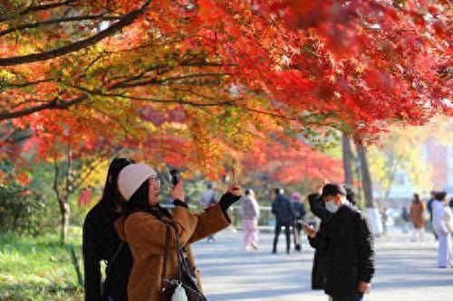 南京中山植物园红枫美到窒息