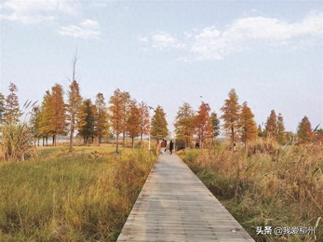 龙湖水杉美如画