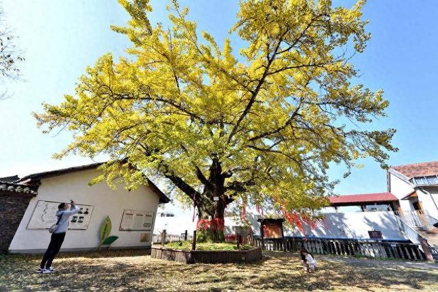 保康：千年银杏披“金甲” 绚烂秋色醉游人