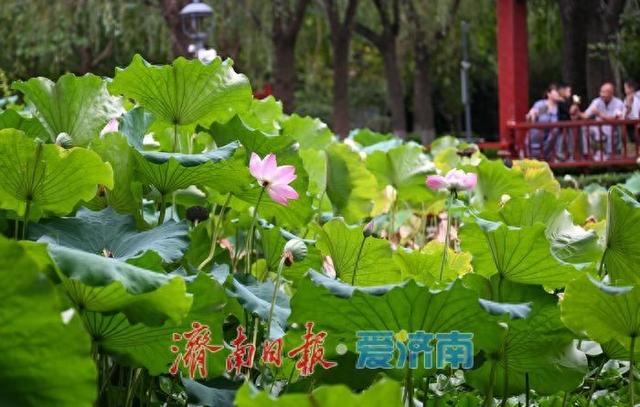 济南花圃公园：城市绿肺润民心