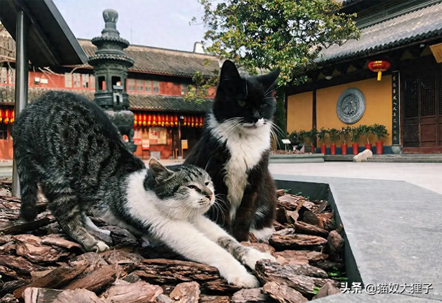 老鼠与貂鼠攻略（寺里的猫一般吃什么）