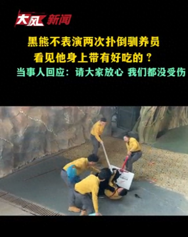 黑熊不表演两次扑倒驯养员，看见他身上带有好吃的？当事人回应：我们都没受伤	，这下出名了