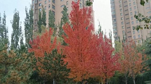 10月31日的红叶记忆