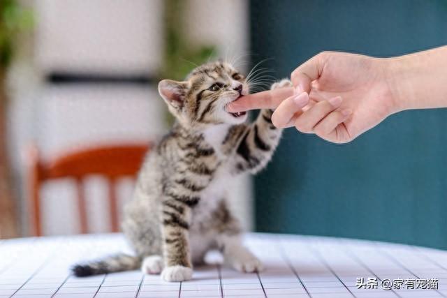 小猫买东西游戏大全（猫咪互动游戏大放送）