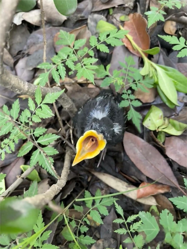 救援可爱小鸟攻略（遇到幼鸟不要捡石景山园林手把手教您正确操作）