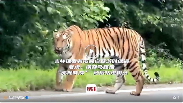 真“虎视眈眈”！吉林一地市民自驾游偶遇老虎横穿马路站路边张望，官方回应：路过虎豹公园区域需注意防范