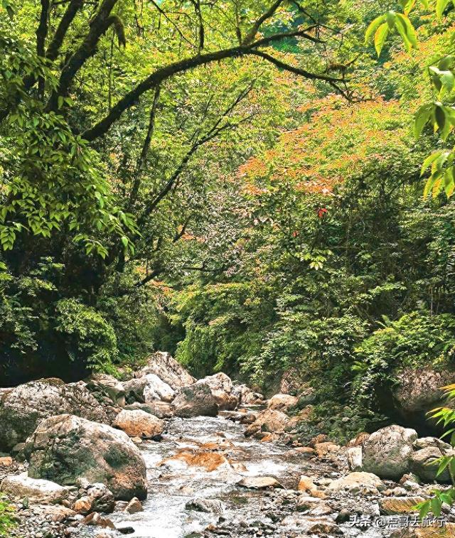 成都大邑爆火彩林，小牛背山、小喀纳斯这里都有，超级惊艳！