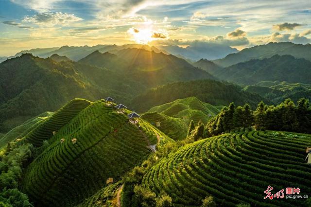 高山茶园晨景美