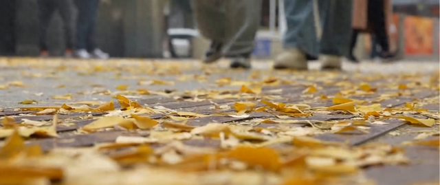 落叶缓扫，留住荆州别样秋色